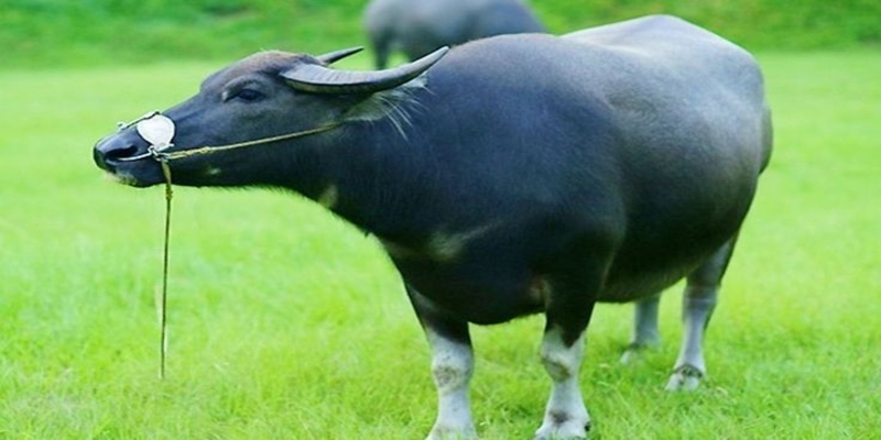 Mơ Thấy Trâu Đánh Con Gì